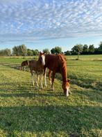 Prachtig gelders handmak hengstveulen, Dieren en Toebehoren, Paarden, Gechipt, Niet van toepassing, Dressuurpaard, 0 tot 2 jaar