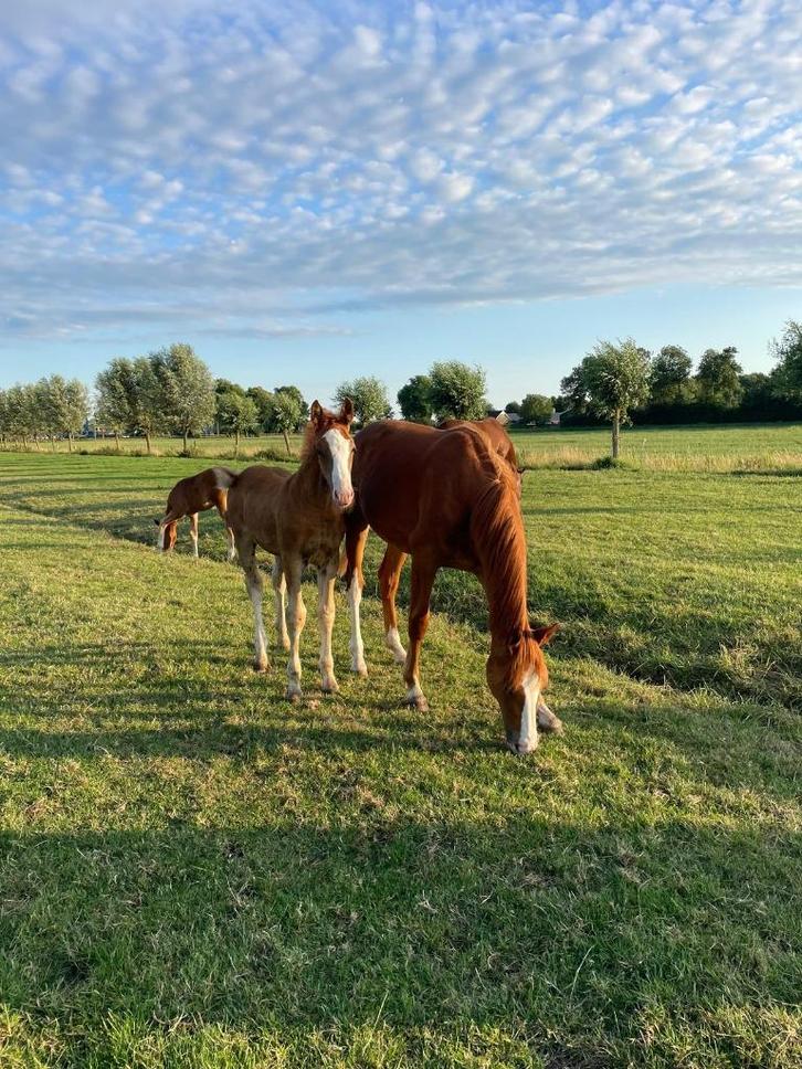 Prachtig gelders handmak hengstveulen, Dieren en Toebehoren, Paarden, Hengst, Niet van toepassing, 0 tot 2 jaar, Dressuurpaard