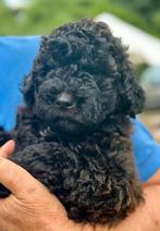 Whoodle pups mix Wheaten Terrier x Poedel, Dieren en Toebehoren, Honden | Niet-rashonden, Meerdere, Meerdere dieren, Middel, Nederland