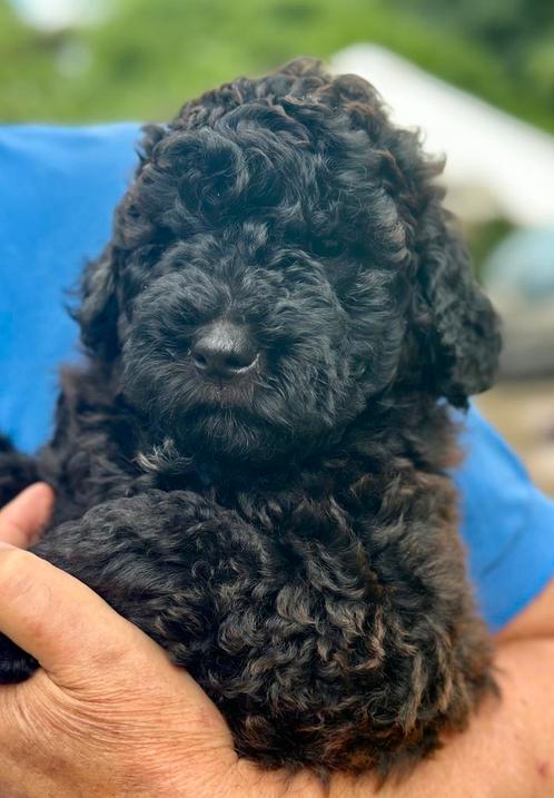 Whoodle pups mix Wheaten Terrier x Poedel, Dieren en Toebehoren, Honden | Niet-rashonden, Middel, Meerdere dieren, Particulier