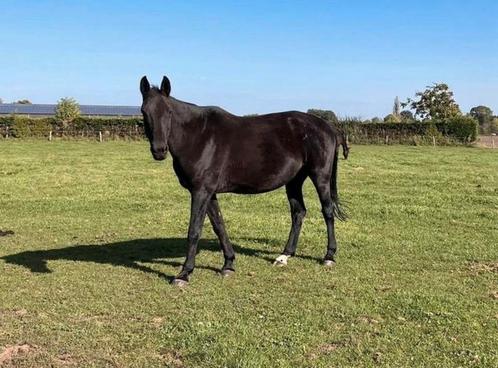 Weidemaatje, Dieren en Toebehoren, Paarden, Merrie, L, 165 tot 170 cm, 11 jaar of ouder, Recreatiepaard, Met stamboom, Gechipt