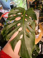 Monstera dubia kopstek xxxxl blad, Overige soorten, Minder dan 100 cm, Ophalen of Verzenden, Halfschaduw