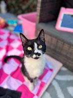 Gouden mandje voor nala 1,5 jaar, Dieren en Toebehoren, Katten en Kittens | Overige Katten, Poes