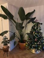 Strelitzia Nicolai met of zonder pot, Ophalen, Overige soorten, Halfschaduw, In pot