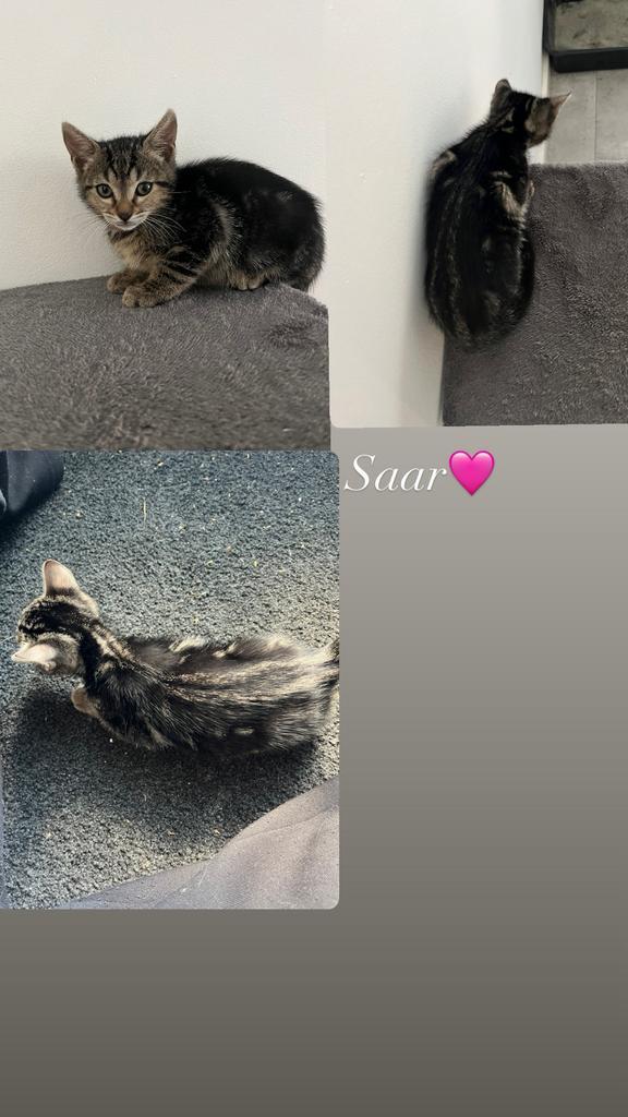 MOGEN VANDAAG WEG! Lieve bengaal kittens!, Dieren en Toebehoren, Katten en Kittens | Overige Katten, Meerdere dieren