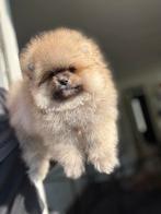 Pomeriaan pup teefje en reutje Bearface, Dieren en Toebehoren, Rabiës (hondsdolheid), 15 weken tot 1 jaar, Buitenland, Meerdere