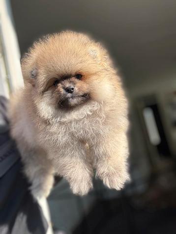 Pomeriaan pup teefje en reutje Bearface beschikbaar voor biedingen