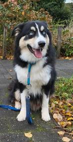 Mooie Australische husky, Dieren en Toebehoren, Rabiës (hondsdolheid), Reu, 1 tot 2 jaar, Eén hond