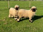 2 mooie Walliser Schwarznase ramlammeren zwoegervrij, Dieren en Toebehoren, Schapen, Geiten en Varkens, Mannelijk, Schaap