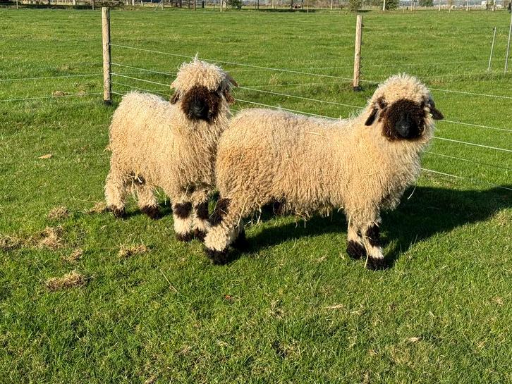 2 mooie Walliser Schwarznase ramlammeren zwoegervrij, Dieren en Toebehoren, Schapen, Geiten en Varkens, Schaap, Mannelijk