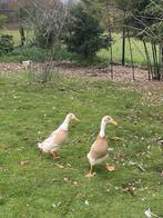 Koppel reebonte loopeenden, Dieren en Toebehoren, Pluimvee, Meerdere dieren, Eend