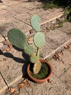 Schijfcactus, Ophalen, Zomer, Overige soorten, Halfschaduw