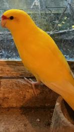 Gezocht.  Gele geelvoorhoofd kakariki, Meerdere dieren