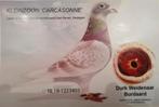 Postduif, Dieren en Toebehoren, Vogels | Duiven, Meerdere dieren, Postduif