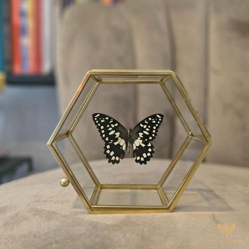 Vlinderstolp/Vlinder in stolp, Huis en Inrichting, Woonaccessoires | Stolpen, Nieuw, Ophalen of Verzenden