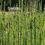 Japanse Holpijp Paardenstaart – Equisetum oeverplant vijver, Ophalen of Verzenden, Overige soorten, Volle zon