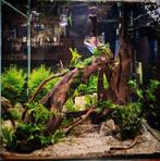 Prachtige kubus tank, volledig ingericht met aqau scape,, Dieren en Toebehoren, Vissen | Aquaria en Toebehoren, Ophalen of Verzenden