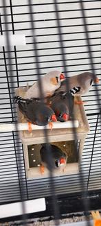 Te koop, Dieren en Toebehoren, Vogels | Hokken en Kooien, Ophalen of Verzenden, Hout, Vogelkooi