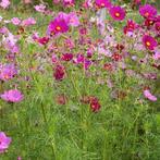 Zaden cosmea licht/donker roze 30st, Halfschaduw, Ophalen of Verzenden, Voorjaar