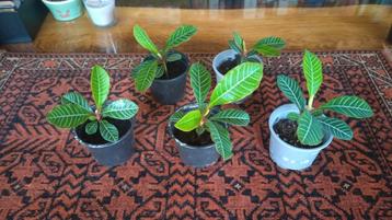 Madagascar Jewel (Euphorbia Leuconeura) stekjes beschikbaar voor biedingen