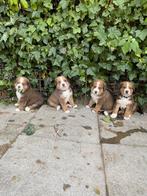 Golden retriever x bernersennen (Boulab) pups, Bulldog, Meerdere, Meerdere dieren, Nederland