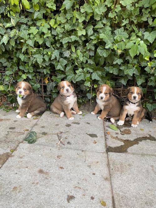 Golden retriever x bernersennen (Boulab) pups, Dieren en Toebehoren, Honden | Bulldogs, Pinschers en Molossers, Meerdere dieren