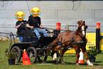 Welsh pony betuigd en bereden, Dieren en Toebehoren, Pony's, Gechipt, Ruin, Niet van toepassing, C pony (1.27m tot 1.37m)