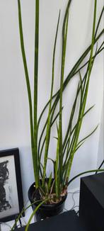 Sansevieria cylindrica, Ophalen of Verzenden, Overige soorten, Minder dan 100 cm