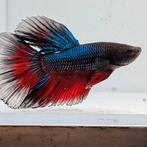 Betta splendens man 58, Vis