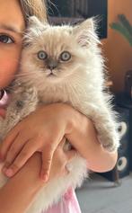 Ragdoll kitten, Dieren en Toebehoren, Katten en Kittens | Raskatten | Langhaar, Poes