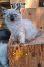 Ragdoll kittens met stamboom/DNA Cinnamon & Seal (FOK), Meerdere dieren, Gechipt, 0 tot 2 jaar