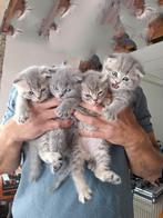 Schattige kittens Scottish fold tabby's, Dieren en Toebehoren, Meerdere dieren, Ontwormd