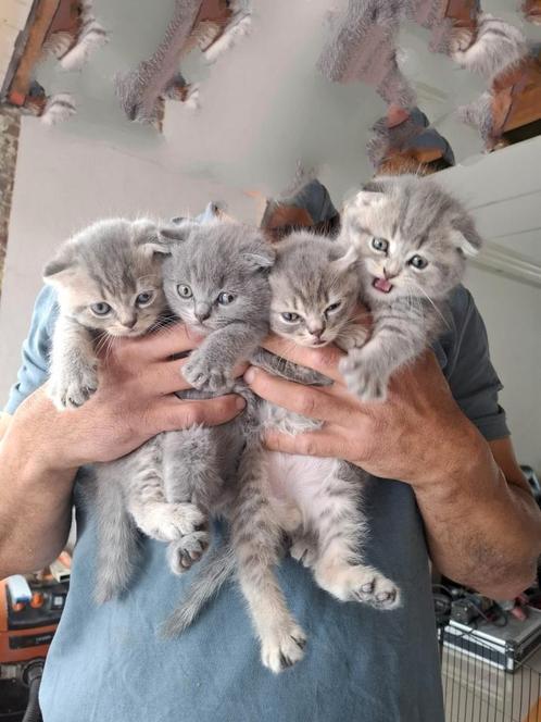 Schattige kittens Scottish fold tabby's, Dieren en Toebehoren, Katten en Kittens | Raskatten | Langhaar, Meerdere dieren, Ontwormd