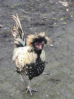 Padua kuifhoen haan, Dieren en Toebehoren, Pluimvee, Mannelijk, Kip
