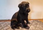Mechelse herder pups geboren!, Dieren en Toebehoren, Honden | Herdershonden en Veedrijvers, CDV (hondenziekte), Meerdere dieren