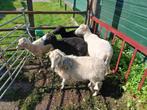 5 fokschapen, Skudde, Dieren en Toebehoren, Schapen, Geiten en Varkens, Vrouwelijk, Schaap, 3 tot 5 jaar