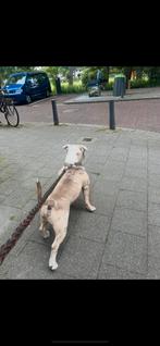 American bully standard dekreu, Ophalen