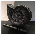 Woondecoratie Korting XL Ammoniet replica op voet, 24x26x10, Antiek en Kunst, Ophalen of Verzenden