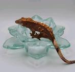 Poss vrouw(0.1)harlequin dalmatian wimpergekko/crested gecko, Hagedis, 0 tot 2 jaar