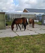 2 jarige merries en  voor merrieveulens van 2026, Dieren en Toebehoren, Stalling en Weidegang, Opfok