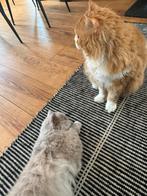 Selkirk Rex kat, broer en zus, Meerdere dieren