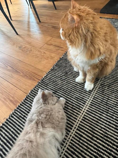Selkirk Rex kat, broer en zus, Dieren en Toebehoren, Katten en Kittens | Raskatten | Langhaar, Meerdere dieren
