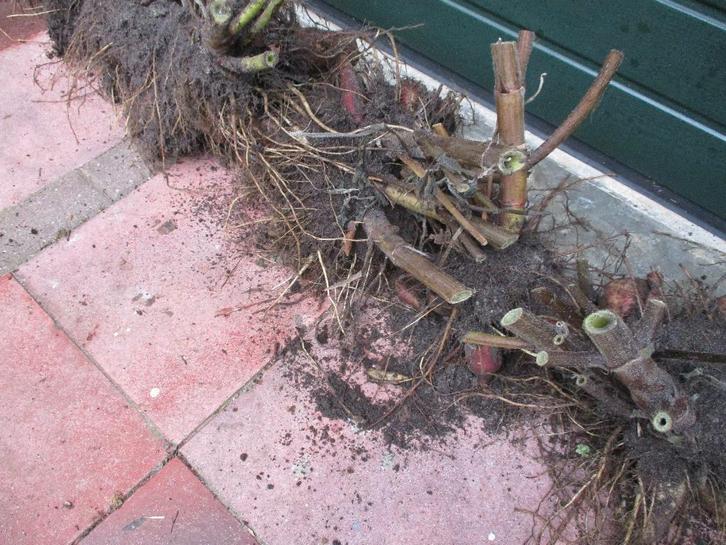 mj/YACON/appelwortel/moederknol/met eetbare knollen, Tuin en Terras, Bloembollen en Zaden, Knol, Voorjaar, Halfschaduw, Ophalen