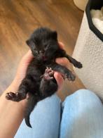 Kittens, Dieren en Toebehoren, Katten en Kittens | Overige Katten, Meerdere dieren