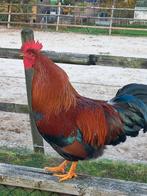 Haan New Hampshire Red, Dieren en Toebehoren, Pluimvee, Mannelijk, Kip