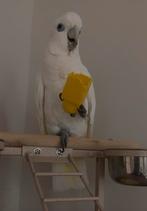 Zeer tamme en lieve Ducorps kakatoe (1jaar jong), Vrouwelijk, Dwergpapegaai of Agapornis, Tam