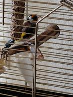 Parva Putter Pop uit 2024  geringd, Dieren en Toebehoren, Vogels | Overige Vogels, Vrouwelijk, Wildzangvogel, Geringd