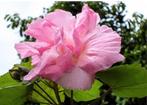 Hibiscus mutabilis - dubbel - zaailingen, Ophalen, Voorjaar, Volle zon, Zaad