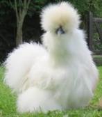 Witte Zijdehoen kippen., Dieren en Toebehoren, Pluimvee, Vrouwelijk, Kip