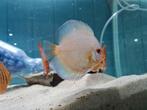 Discus Blue Diamond, Symphysodon Discus Blue Diamond, Vis, Zoetwatervis